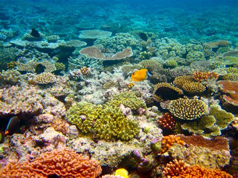 Great Barrier Reef Memories Lost In Australia