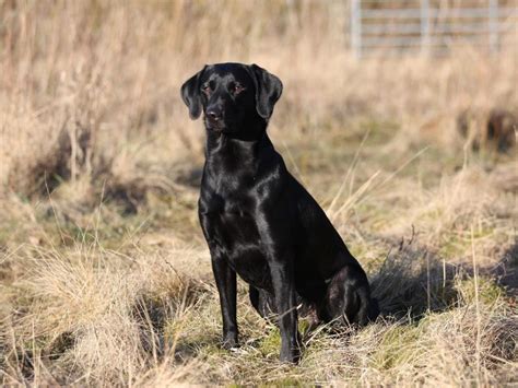 The terms 'american labs' and 'english labs' aren't absolute and strict terms, but more a useful guide of the probable type of lab being described. formel 1 hvalpe - labradorhvalpe - FT labrador - jagtlabrador