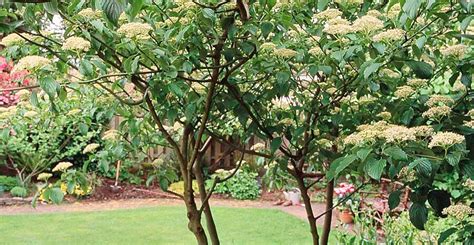 Whether Youre Looking For Small Ornamental Trees Or Taller Shade Trees