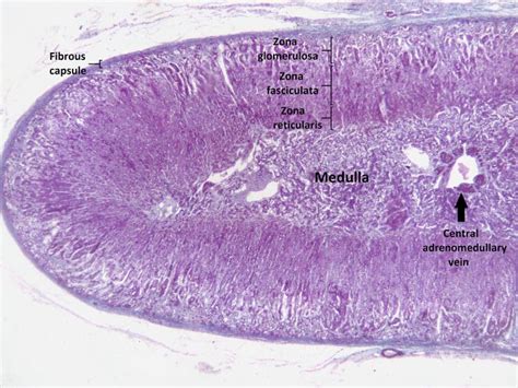 The Zona Glomerulosa Structure Function Teachmephysiology
