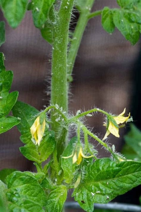 How To Get Rid Of Aphids On Tomato Plants Growfully