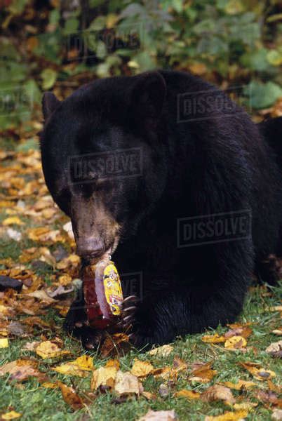 Black Bear Eating Honey Bottle Minnesota Captive Fallursus Americanas