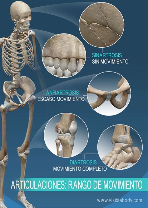 Ciencias Interactivas Las Articulaciones