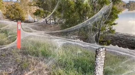 Por Que Teias De Aranha Estão Dominando A Paisagem Na Austrália