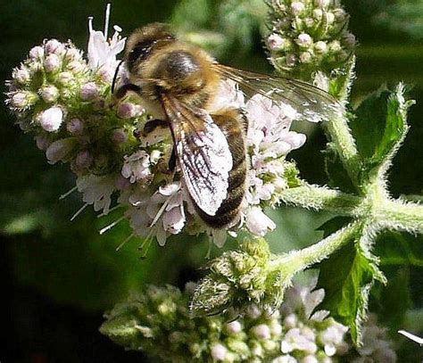 Mint Applemint Honeybee Highbury Wildlife Gardenhighbury Wildlife