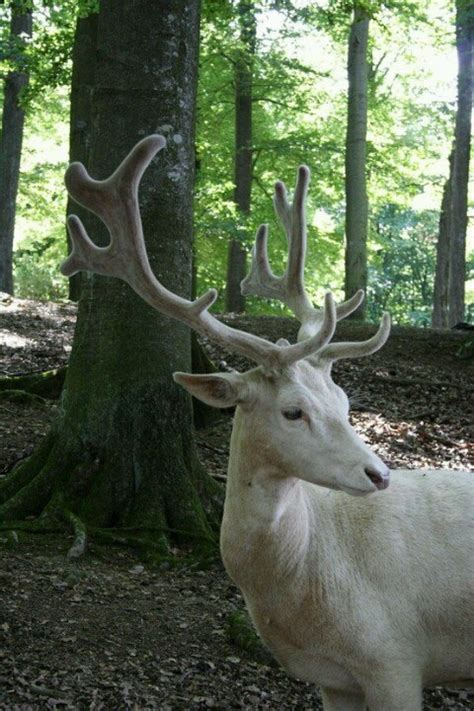 White Hart Animals Beautiful Albino Animals Animals Wild