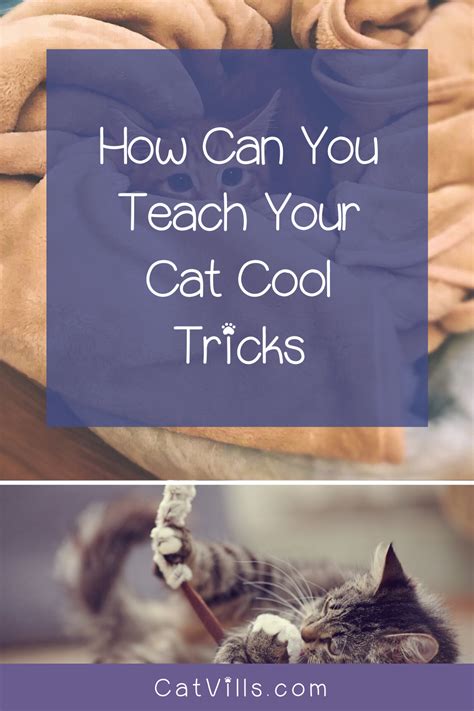 5 Incredibly Impressive Tricks To Teach Your Cat Catvills In 2020
