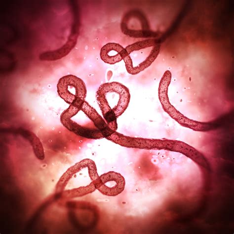 Ebola and marburg viruses are members of the filoviridae family. Ebola | Disease Directory | Travelers' Health | CDC