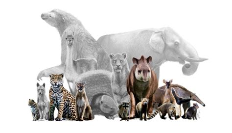 Read Loss Of Land Mammals Decimated Food Webs Over 130,000 Years Online