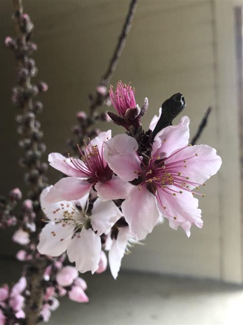 2 year old dwarf tree estimated chilling requirements (below 45 degrees): The blooms on my dwarf bonfire peach tree! It was a recent ...