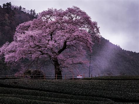 Morning Mist And Cherry Blossoms Smithsonian Photo Contest