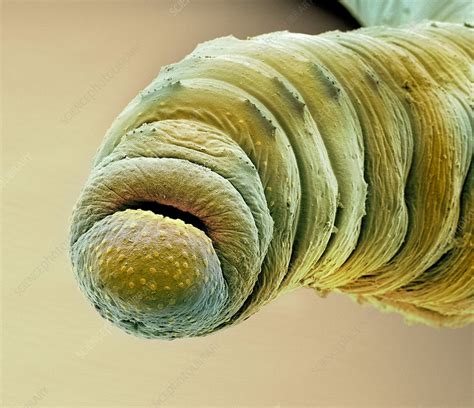 Earthworm Head Sem Stock Image C0146542 Science Photo Library