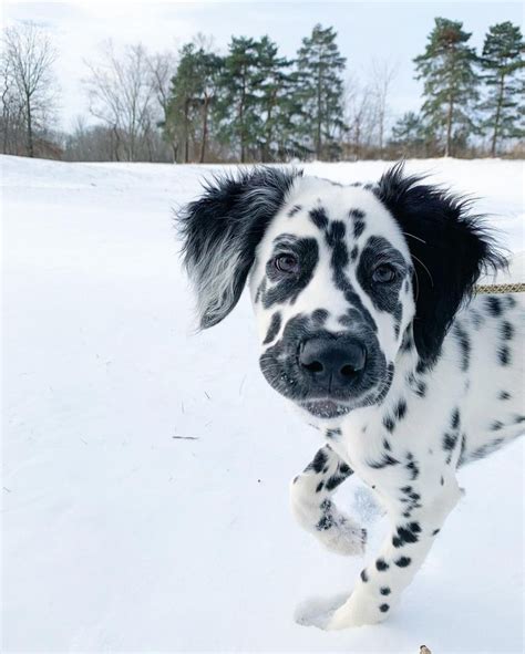 Long Haired Dalmatian The “bred Away” Dog With Pictures