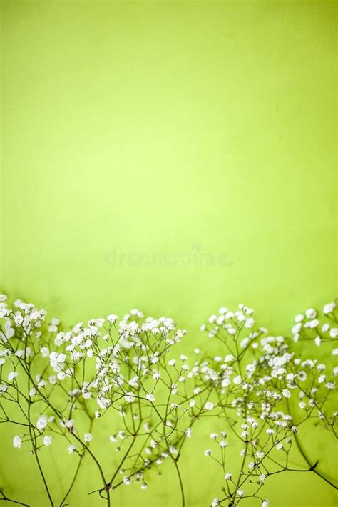 Vertical Spring Background Made With Gypsophila Flowers On Lime Or Mint
