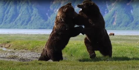 Brown Bears Info Pics And Videos