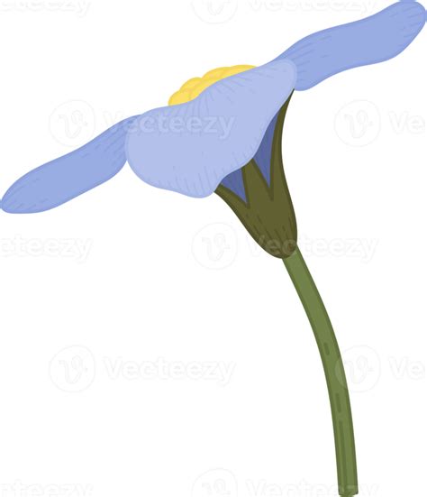 Blue Forget Me Not Flower Hand Drawn Illustration 10171155 Png