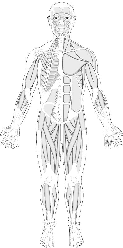 Human Muscles Coloring Human Muscular System Human Body Systems Human