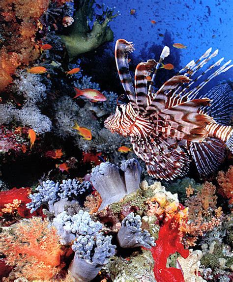 Coral Reef Sea Life Photo 2025054 Fanpop