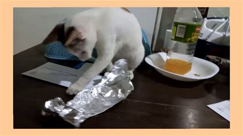 Cats Vs Aluminum Foil Uncut Demyanyannie Youtube