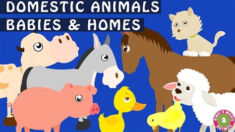 Domestic Animals And Their Young Ones Animal Homes Babies Of