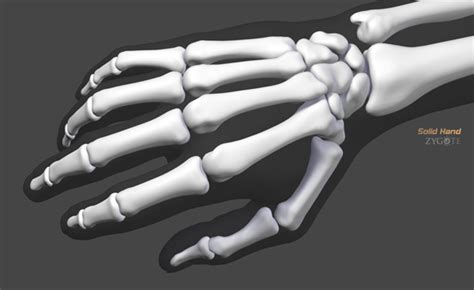 Zygotesolid 3d Human Hand Model Cad Medically Accurate Anatomy