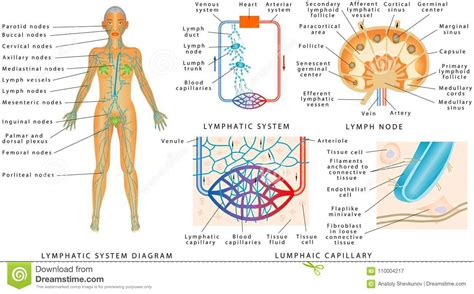 Lymph Node Diagram Body Diagram Media