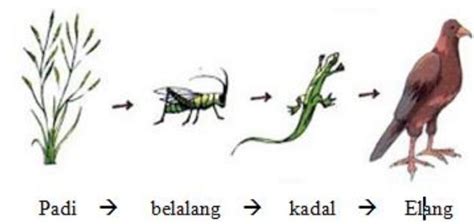 Rantai makanan selanjutnya adalah rantai makanan detritus, yang memposisikan diri sebagai organisme produsen. Buatlah contoh rantai makanan perumput dan rantai makanan ...