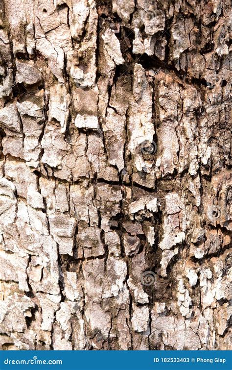 Dark Tree Bark Texture Stock Image Image Of Natural 182533403
