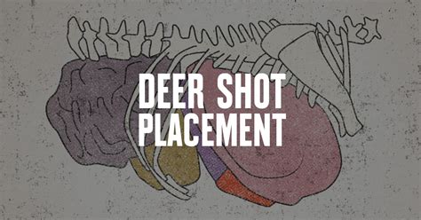 Where To Shoot A Deer Free Shot Placement Chart Onx Hunt