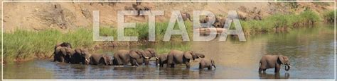 Letaba Rest Camp ️ View Availability And Prices 2022