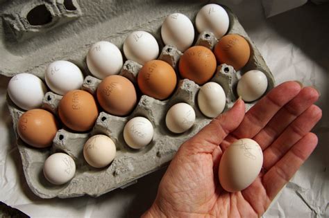How To Sell Hatching Eggs Community Chickens