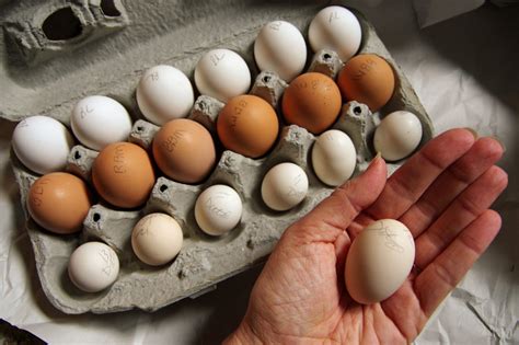 For party planning, keep hot egg dishes hot and cold egg dishes cold: How to Sell Hatching Eggs | Community Chickens