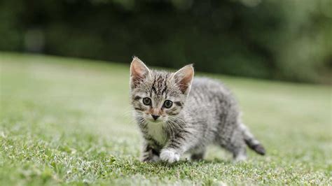 A cat picture makes a wonderful present for cat lovers. Caring and looking after a kitten | Blue Cross