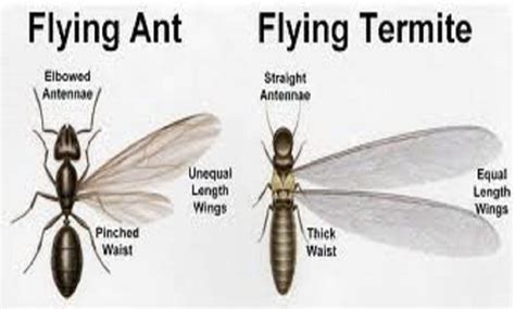 Termites 8 Things You Need To Know Rapid Pest Solutions