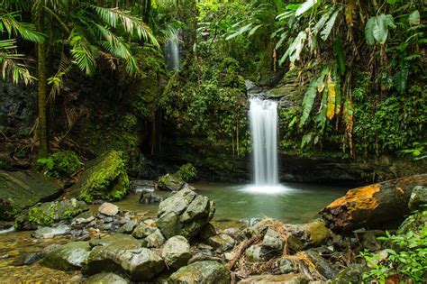 self guided tour el yunque coggsdale corinne