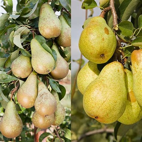 Duo Pear Conferencewilliams Pomona Fruits Buy Fruit Trees Soft