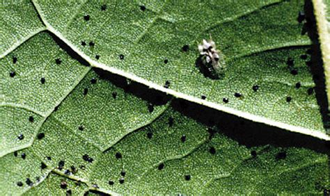 They are smaller than aphids, maybe half to a third their size. sycamore lace bug - Corythucha ciliata