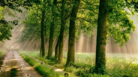 Greenery Forest With Fog Hd Green Wallpapers Hd Wallpapers Id 67394