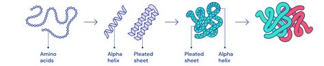Folding Proteins With Machine Learning: AlphaFold - Yesil Science