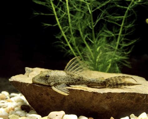 Common Plecostomus Complete Guide To Giant Suckermouth Catfish 2022