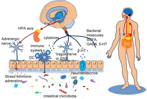 The Neuroendocrine System Of The Gut And The Brain Gut Axis Gut Brain