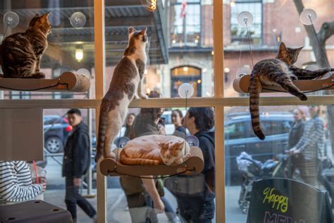 8 Cat Cafes In Europe That You Cant Miss South Tours