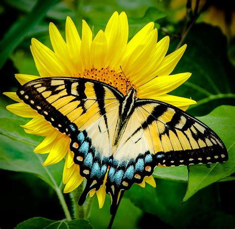Butterfly On Sunflower Photograph By Jaime Crosas