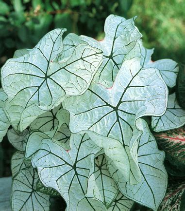 We did not find results for: Hendry Caladiums