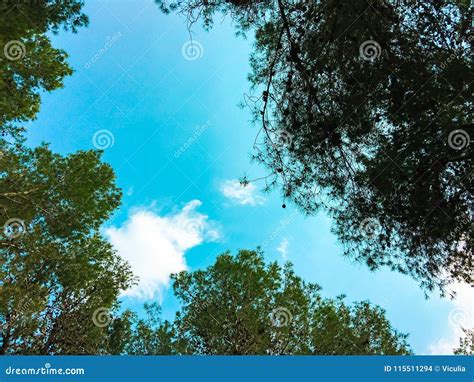 View Inside Of The Forest On The Trees Trees Grow In The Middle Of The