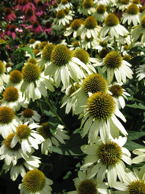 Echinacea / ˌ ɛ k ɪ ˈ n eɪ ʃ i ə / is a genus of herbaceous flowering plants in the daisy family.it has ten species, which are commonly called coneflowers.they are found only in eastern and central north america, where they grow in moist to dry prairies and open wooded areas. White Coneflowers - Rotary Botanical Gardens