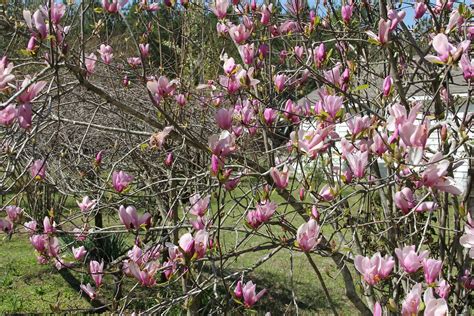 It can be grown either as a large shrub or small tree, and it is known for its large panicles of white flowers. Flowering trees in Georgia | In March 2011, I went to ...