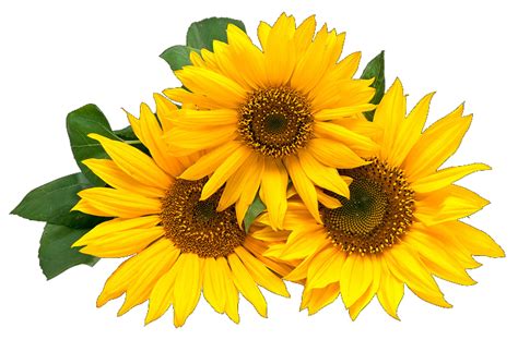 Girasoles Png Sin Fondo Png Image Collection