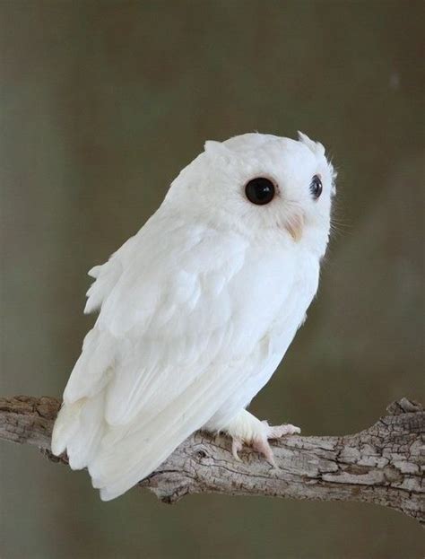 Pin By Jill Brignoni On Call Of The Wild Rare Albino Animals Owl