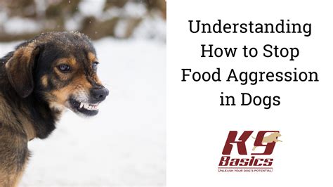 Understanding How To Stop Food Aggression In Dogs